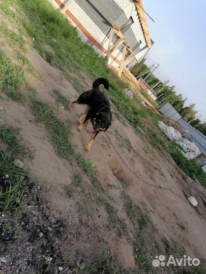 Собака в добрые руки