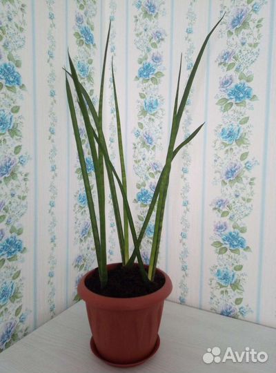 Сансевиерия