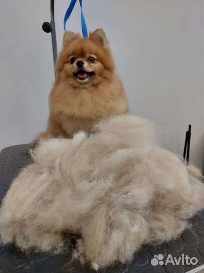 Груминг. Стрижка собак и кошек