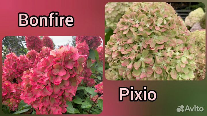 Гортензия Новинки, Пиксио, Бонфаер, Металика