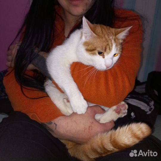 Кот мышелов в дар