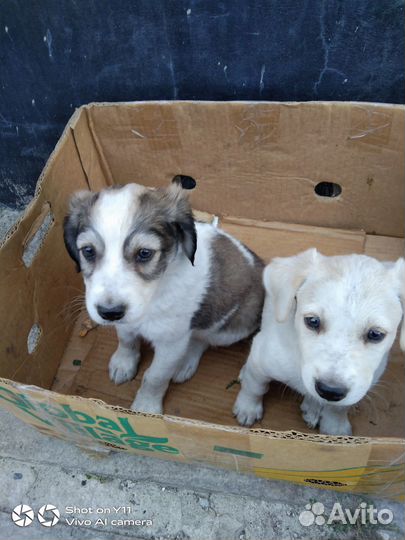 Щенки в добрые руки даром