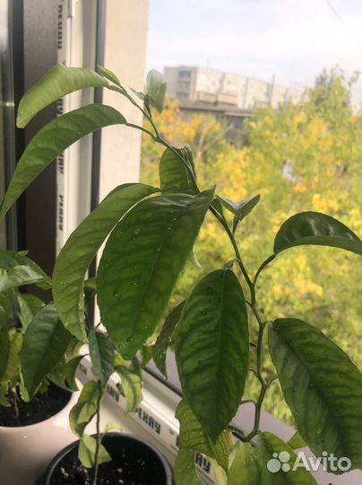 Мандариновое дерево отростки