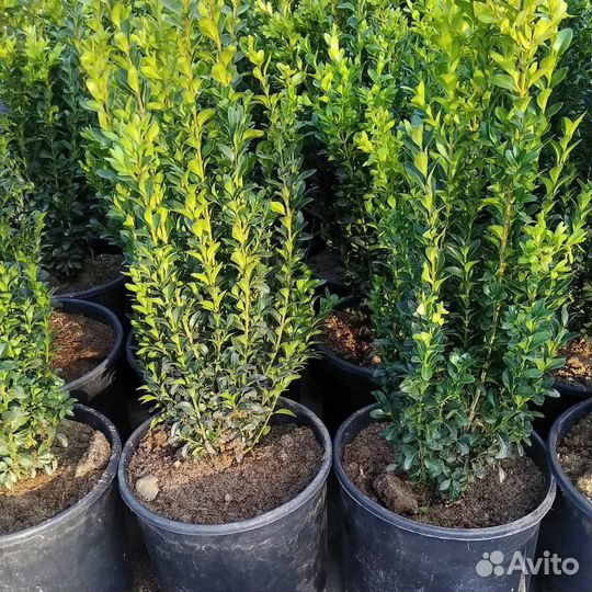 Саженцы Самшита