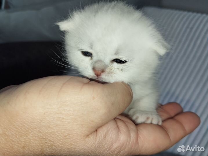 Шотландские котята.Девочки
