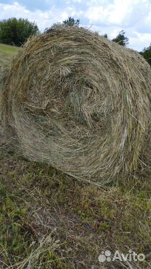 Продам сено