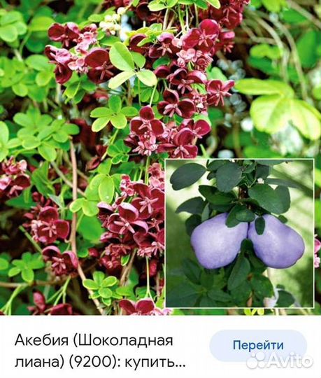 Саженцы клематиса