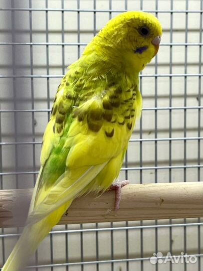 Волнистый попугай