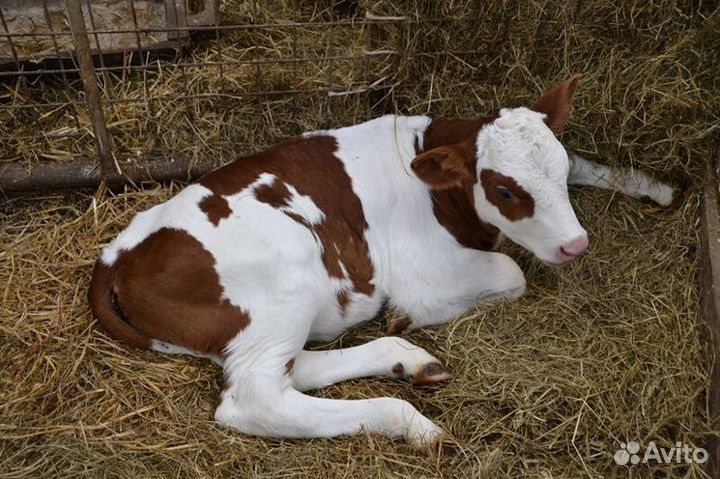 Телята на мясо