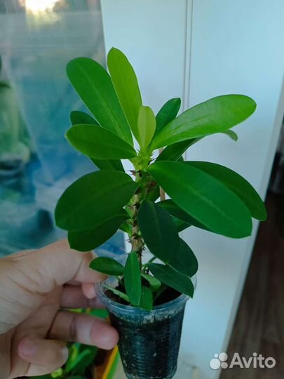 Молочай миля жёлтый красный розовый