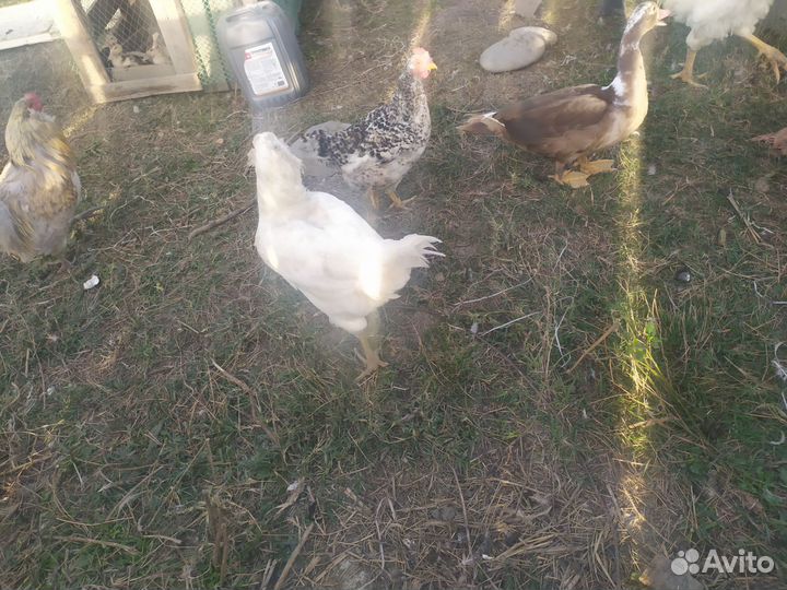 Куры гергебельские, Петух полугергебельский