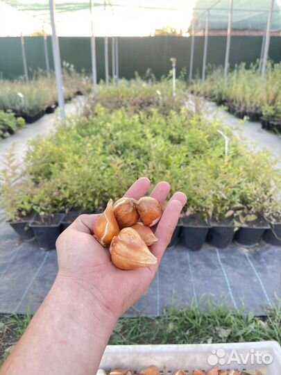 Луковицы тюльпанов