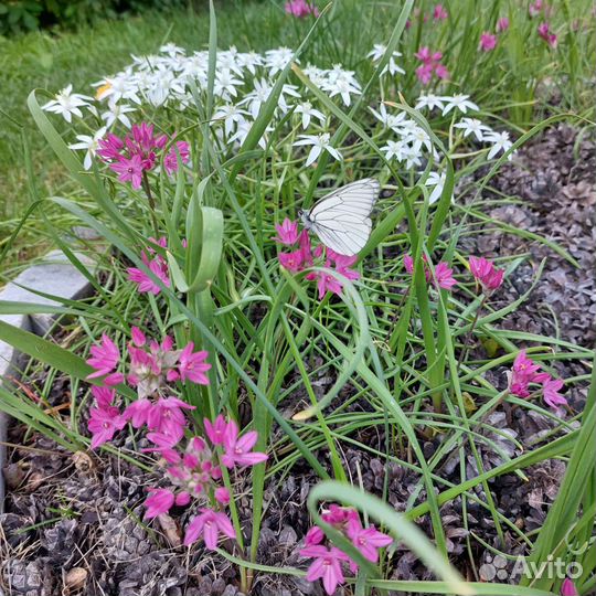 Декоративные луки