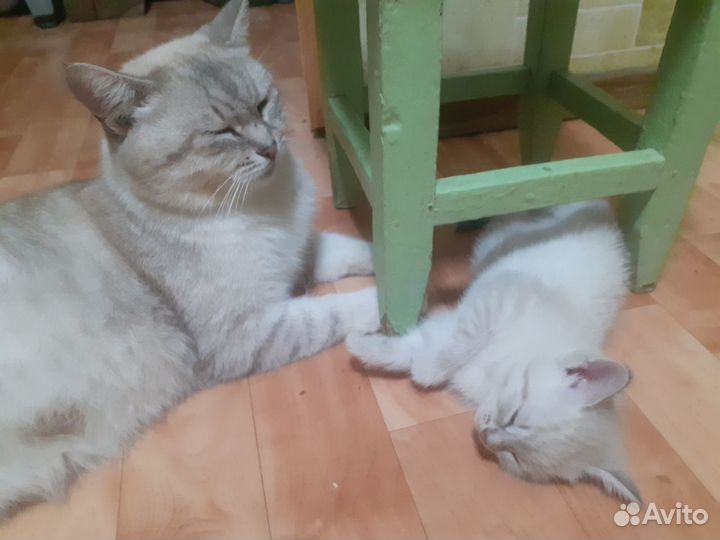 Котёнок