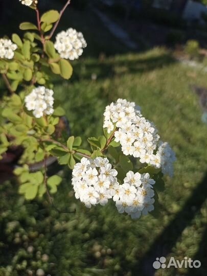Спирея Вангутта