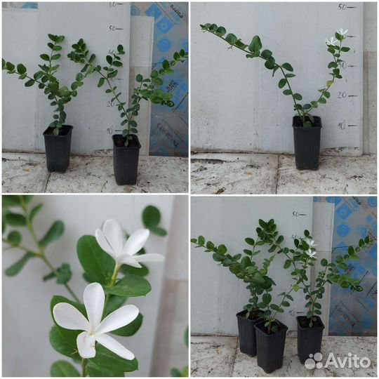 Кариса, Мирт, апельсин с плодами