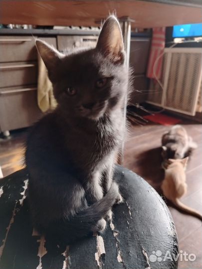 Котята