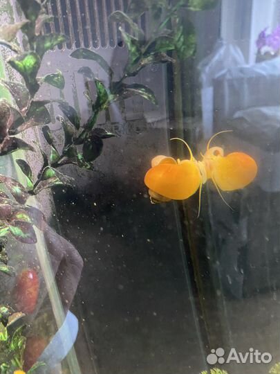 Улитки аквариумные ампулярии