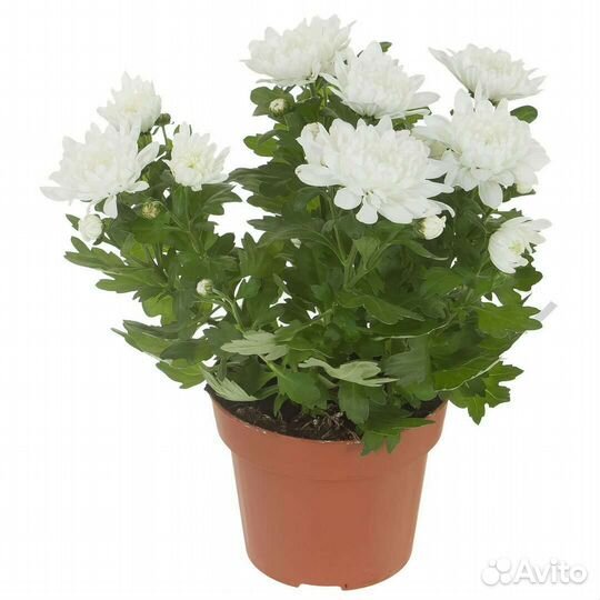 Укорененные черенки хризантемы махровой