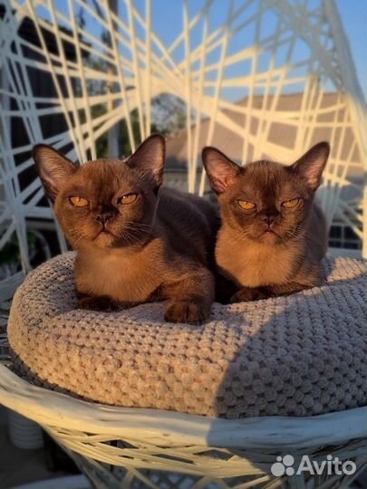 Бурманские котята соболь