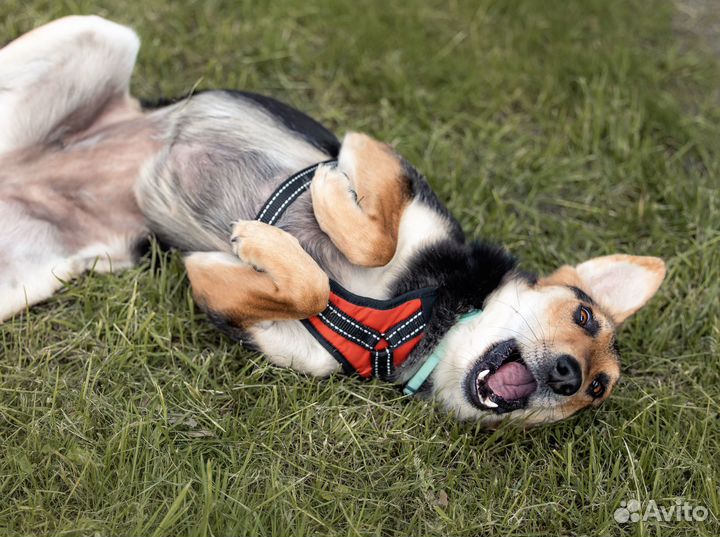 Небольшая собака в добрые руки