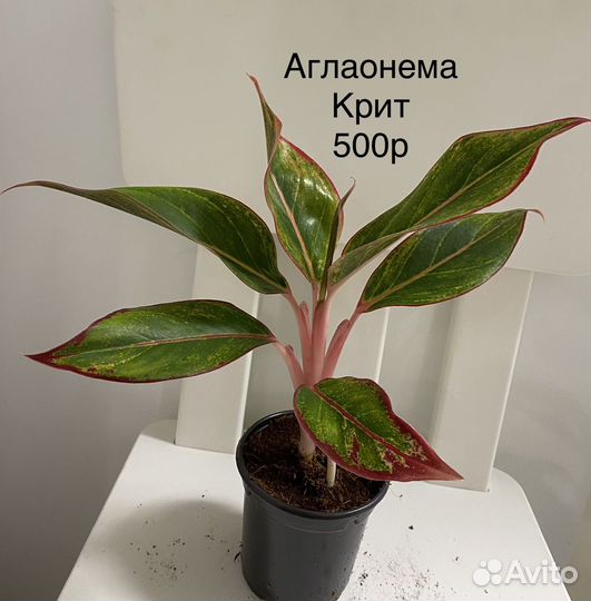 Аглаонема крит