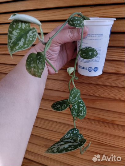 Сциндапсус расписной