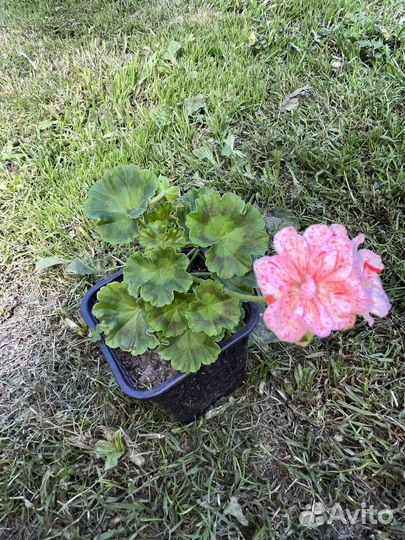 Пеларгония peppermint twist