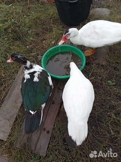 Утка. Индоутка