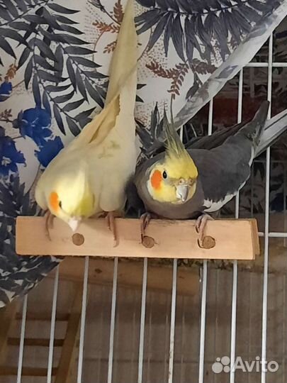 Попугай корелла птенец