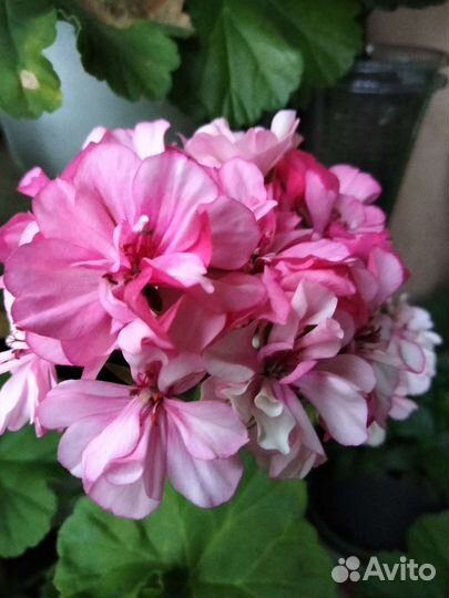 Пеларгония герань/Сортовые срезы