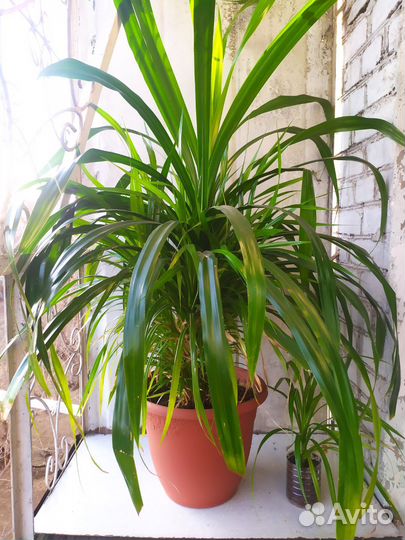 Панданус, Рео, Пеларгония