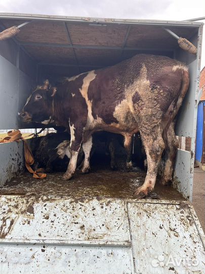 Крс(Быки,Коровы,Телки)