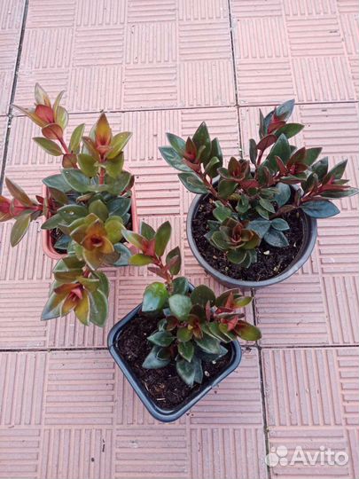 Нематантус