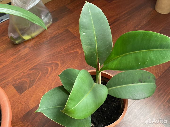 Домашние цветы и отростки