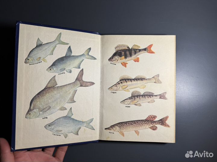 С крючком мормышкой и блестной Ивнев