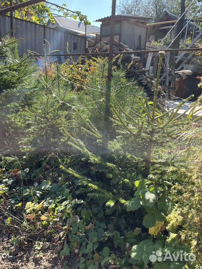 Сосна горная саженцы