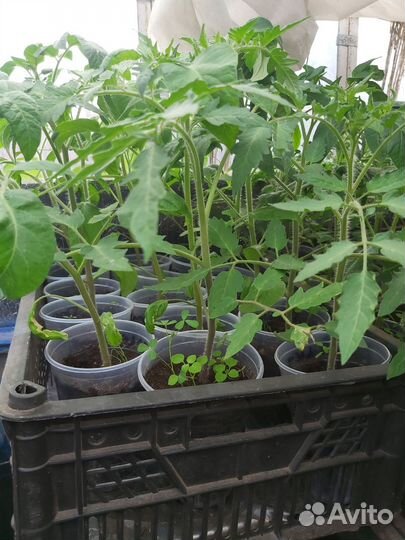 Рассада помидоры, огурцы, тыква