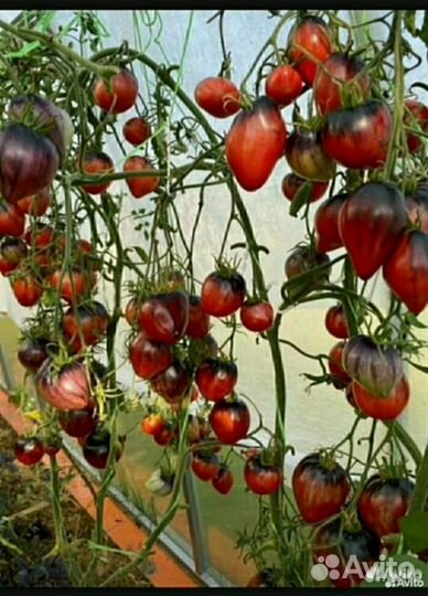 Семена знаменитого томата Сержант Пеппер