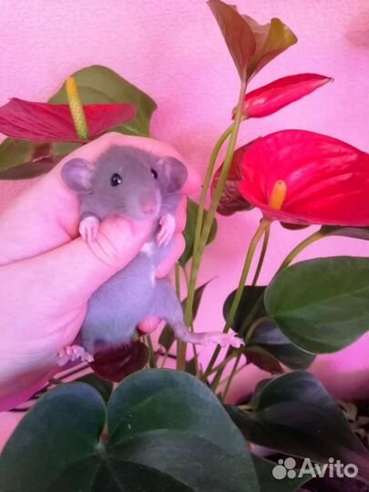 Крысята ручные дамбо, крыса, клетка