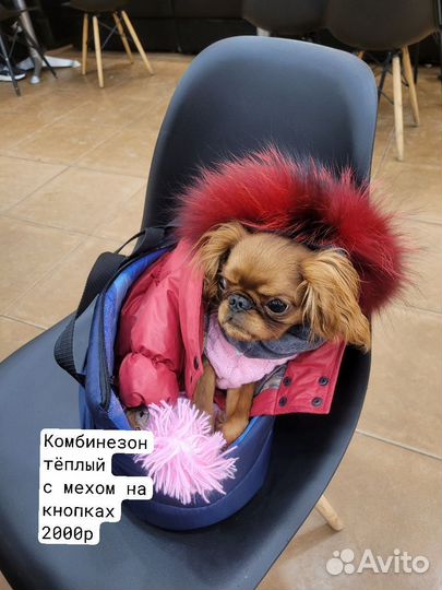 Одежда для собак мелких пород