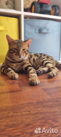 Бенгальская