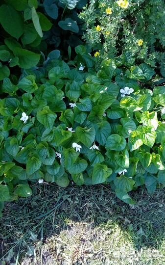 Почвопокровные растения