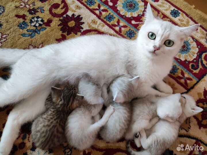 Котята