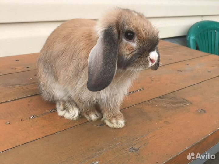 Кролик для вязки