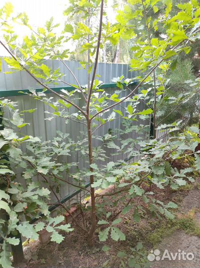 Дуб саженцы