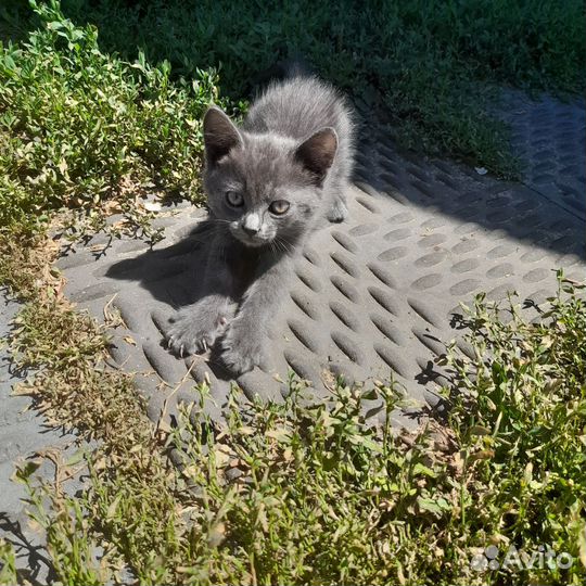 Отдам котенка в добрые руки