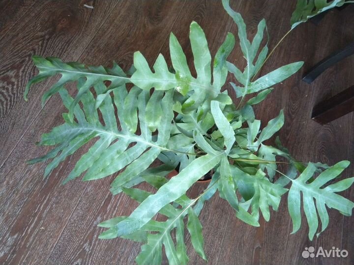 Папоротник Флебодиум Блю Стар