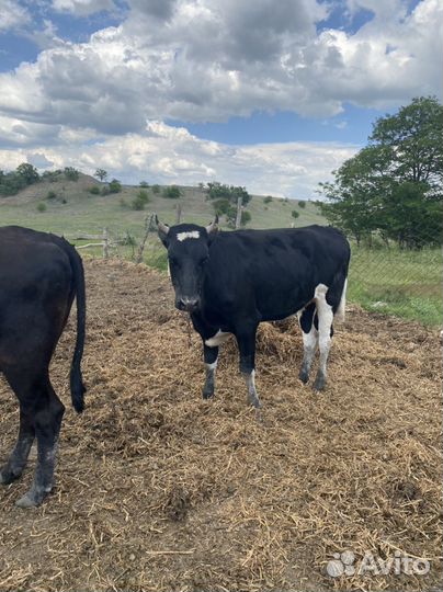 Телки стельные