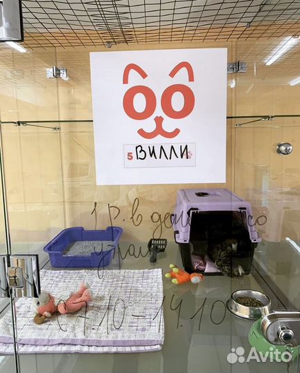 Гостиница для животных/кинолог дрессировка